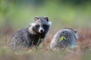 Jenot (Nyctereutes) raccoon dog