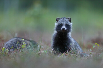 Jenot (Nyctereutes) raccoon dog