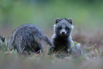 Jenot (Nyctereutes) raccoon dog