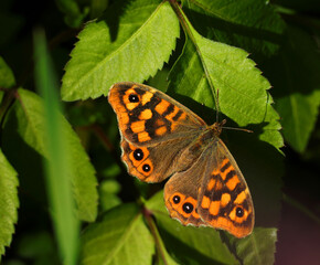 Obraz premium Wall Brown Butterfly - Lasiommata megera. Warming in the sunlight. Springtime. Oeiras, Portugal.