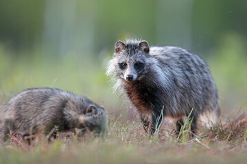 Jenot (Nyctereutes) raccoon dog