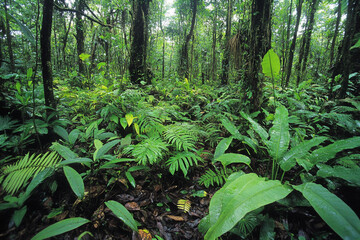 Dense tropical rainforest with lush vegetation and vibrant life