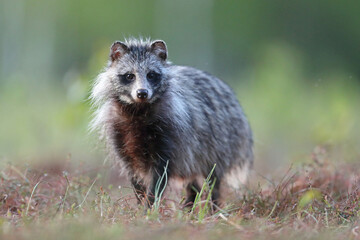 Jenot (Nyctereutes) raccoon dog