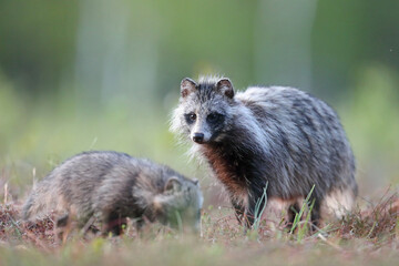 Jenot (Nyctereutes) raccoon dog