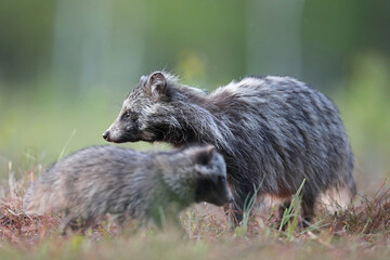 Jenot (Nyctereutes) raccoon dog