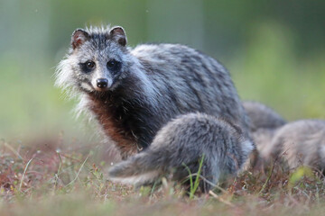 Jenot (Nyctereutes) raccoon dog