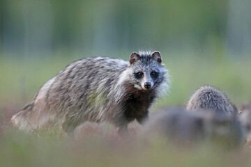 Jenot (Nyctereutes) raccoon dog