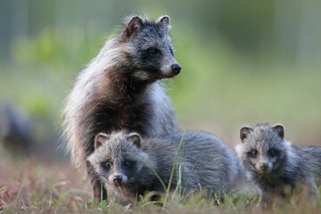 Jenot (Nyctereutes) raccoon dog