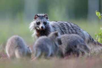 Jenot (Nyctereutes) raccoon dog