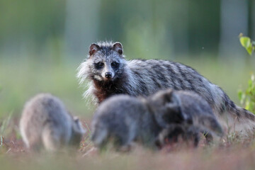 Jenot (Nyctereutes) raccoon dog