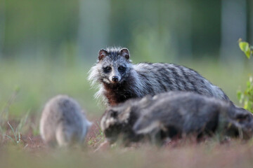 Jenot (Nyctereutes) raccoon dog
