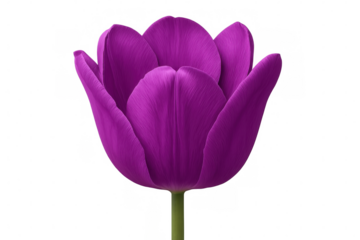 Purple tulip with transparent background, showcasing the delicate petals and vibrant color of spring