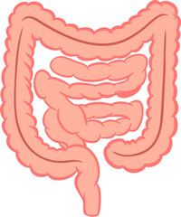 Illustration of Human Intestines and Digestive System