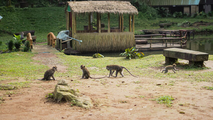 Wild monkeys gather by a thatched hut and pond in a lush, green landscape, showcasing wildlife in its natural habitat