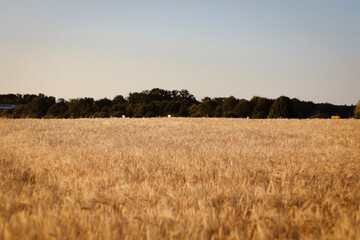 dried flowers in sunset light, wheat field, rye field