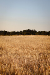 dried flowers in sunset light, wheat field, rye field