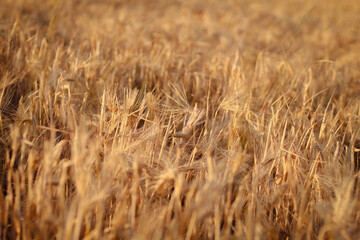 dried flowers in sunset light, wheat field, rye field