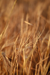 dried flowers in sunset light, wheat field, rye field