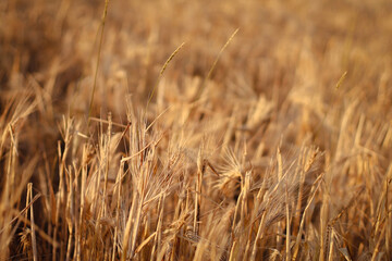 dried flowers in sunset light, wheat field, rye field