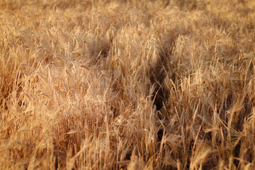 Fototapeta premium dried flowers in sunset light, wheat field, rye field