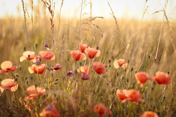 Obraz premium dried flowers in sunset light, wheat field, rye field
