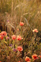 dried flowers in sunset light, wheat field, rye field