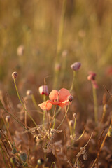 dried flowers in sunset light, wheat field, rye field