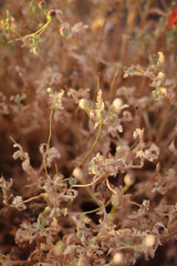 dried flowers in sunset light, wheat field, rye field