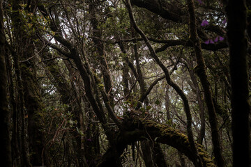 Dense, Mysterious Forest with Twisted Branches and Lush Green Canopy