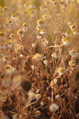 dried flowers in sunset light, wheat field, rye field