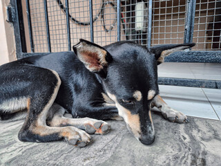indian street dog in a cage 