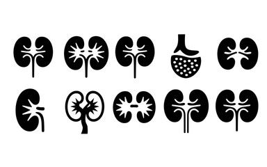 A detailed anatomical illustration of a human kidney in a clean minimalist silhouette style showcasing its intricate internal structure and outer shape