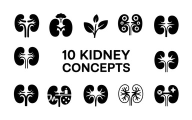 A detailed anatomical illustration of a human kidney in a clean minimalist silhouette style showcasing its intricate internal structure and outer shape