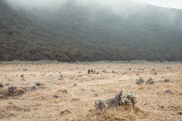 Group trekking across vast, dry mountain valley under misty, overcast sky, surrounded by sparse...