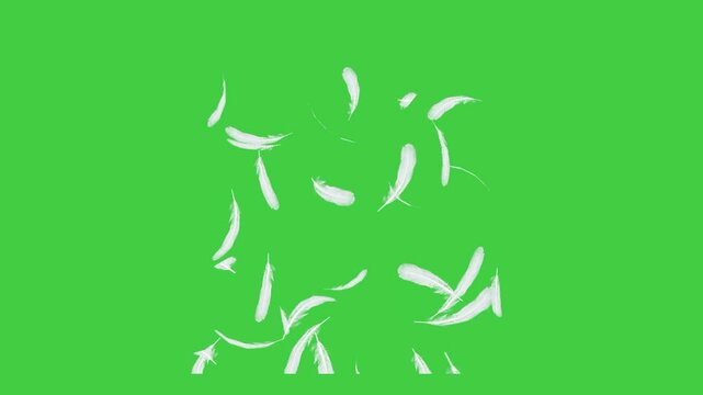 Black feathers gently falling from above with a transparent background. Soft feather particles drifting downward, ideal for overlays, visual effects, or adding a peaceful, poetic atmosphere to video p