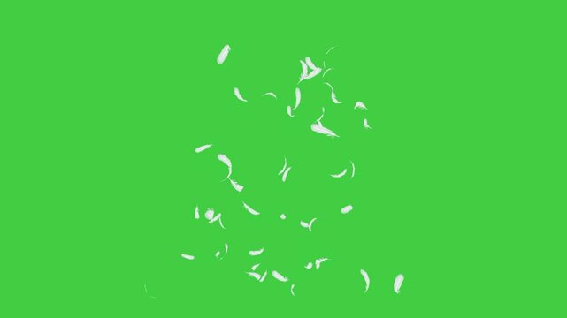 Small black feathers softly falling from above on a transparent background. Light feather particles drifting downward, perfect for overlays, visual effects, or creating a calm, dreamy mood in video pr