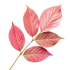 Fototapeta premium Leaves on pink background isolated on transparent background 