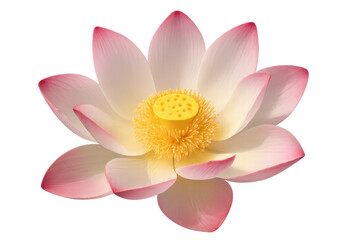 Beautiful pink lotus flower blooming, isolated on transparent background, perfect for spiritual or wellness projects