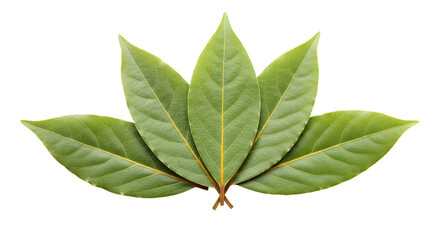 Obraz premium A vibrant arrangement of fresh green leaves showcasing their intricate veins and natural beauty against a clean background