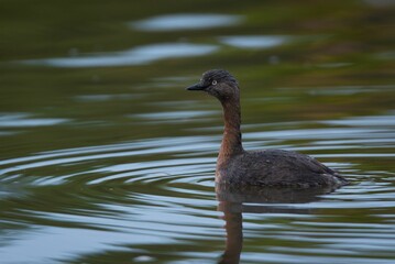 Duck swimming in calm waters