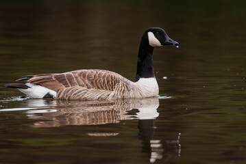 Canada Goose Swimming on a Calm Lake