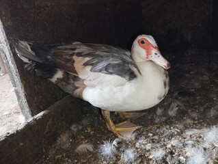 A blue and white Muscovy duck stands in a barn and looks. Indoduck.