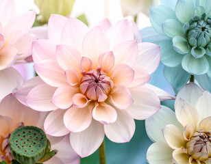 Fototapeta premium Pastel Pink and Green Lotus Blossoms in Gentle Light