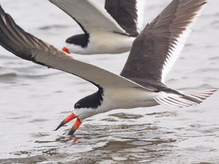 A close up of a pair of Black Skimmers actively skimming for fish