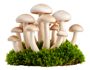 Mushrooms on Green Moss in Natural Setting. Transparent background