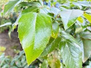 Mahonia bush leaf.
