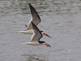 A pair of Black Skimmers flying together low over the water with wings raised and the near (female)...