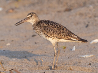 A close up of a Willet calling on a sandy beach in early morning sunlight