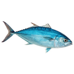 Fototapeta premium Blue fish illustration isolated on transparent background 
