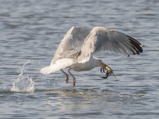An American Herring Gull taking flight off the water with a crab in its beak